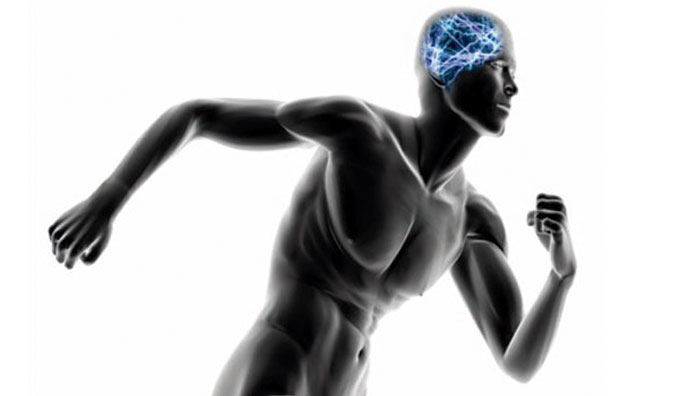 Curso De Neurociencias Aplicadas Al Entrenamiento Deportivo