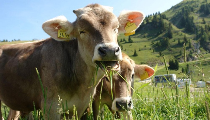 Curso Inseminación, Reproducción Y Genética De Animales Vacunos