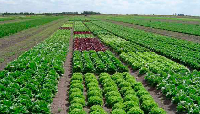 Tecnicatura En Producción Agropecuaria